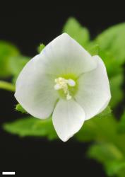 Veronica persica. Flower of white form. Scale = 1 mm.
 Image: P.J. Garnock-Jones © P.J. Garnock-Jones CC-BY-NC 3.0 NZ